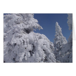 雪に覆われた針葉樹