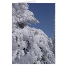 雪に覆われた針葉樹