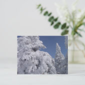 雪に覆われた針葉樹 ポストカード (スタンド正面)