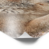 雪に覆われた雄のオオオカミ フォトプリント            (角)