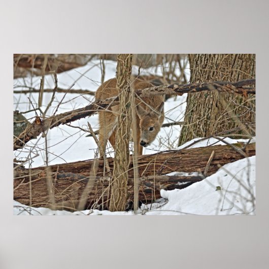 雪に覆われた鹿 ポスター (正面)