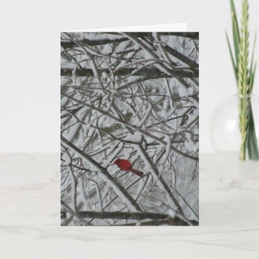 雪に覆われた(鳥)ショウジョウコウカンチョウ シーズンカード (正面)