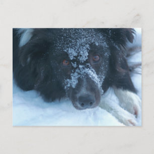 雪に覆われ縁どた顔のコリーのかわいい犬のはがき ポストカード