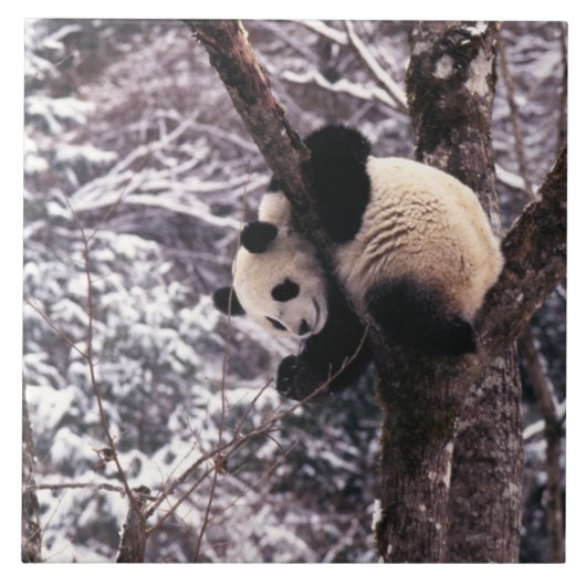 雪に覆わ遊れた木の上のパンダの仔 タイル (正面)