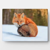 雪に赤いキツネ |ユーコン フォトプラーク (正面)