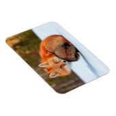 雪に赤いキツネ |ユーコン マグネット (右側)