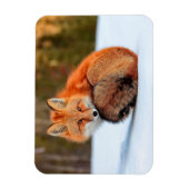 雪に赤いキツネ |ユーコン マグネット (縦)