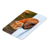 雪に赤いキツネ |ユーコン マグネット (左側)