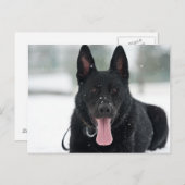 雪に黒いドイツの羊飼い ポストカード (正面/裏面)