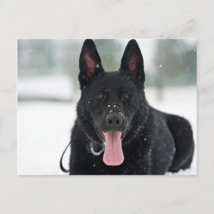 雪に黒いドイツの羊飼い ポストカード