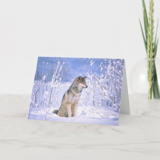 雪に、イヌ属ループス坐っている、材木オオカミ カード (正面)