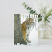 雪ののぞき木のトラのまわりにブ ポストカード (スタンド正面)