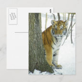 雪ののぞき木のトラのまわりにブ ポストカード (正面/裏面)