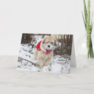 雪のひげ シーズンカード