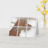 雪のアイルランドのセッターの考えること カード (黄色い花)