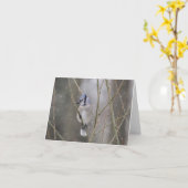 雪のアオカケス カード (黄色い花)