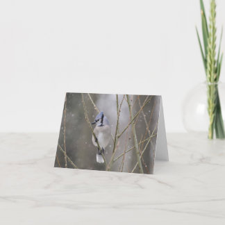 雪のアオカケス カード