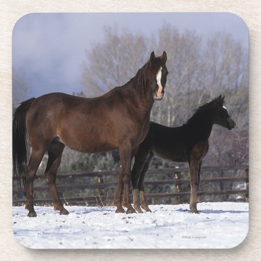 雪のアラビアのロバ及び子馬 コースター (正面)