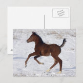 雪のアラビアの子馬 ポストカード (正面/裏面)