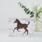 雪のアラビアの子馬 ポストカード (スタンド正面)