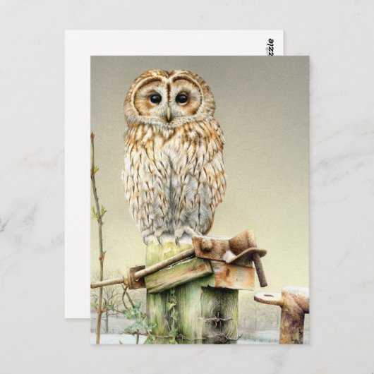 雪のアートの水の色の素晴らしポストカードにタウニーフクロウ ポストカード (正面/裏面)