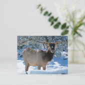雪のエルクのポストカード ポストカード (スタンド正面)