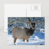 雪のエルクのポストカード ポストカード (正面/裏面)