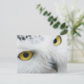 雪のオウルの写真ポストカード ポストカード (スタンド正面)