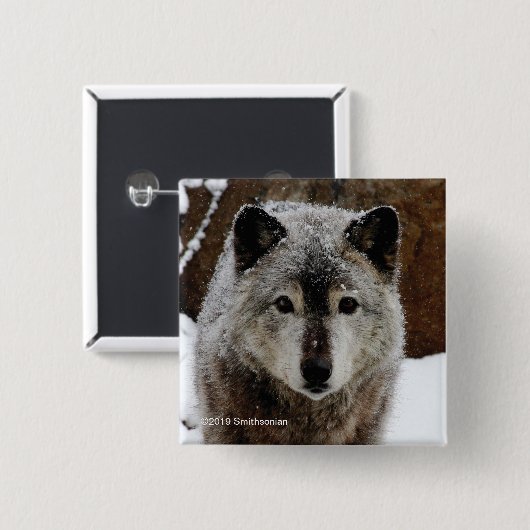 雪のオオカミ 缶バッジ (正面&裏面)