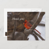 雪のカーディナル感謝のポストカード ポストカード (正面/裏面)