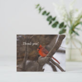 雪のカーディナル感謝のポストカード ポストカード (スタンド正面)