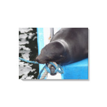 雪のガラパゴスシーライオン