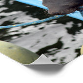 雪のガラパゴスシーライオン ポスター (角)