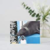 雪のガラパゴス諸島シーライオン ポストカード (スタンド正面)