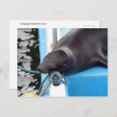 雪のガラパゴス諸島シーライオン ポストカード (正面/裏面)