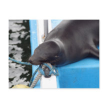 雪のガラパゴス諸島シーライオン