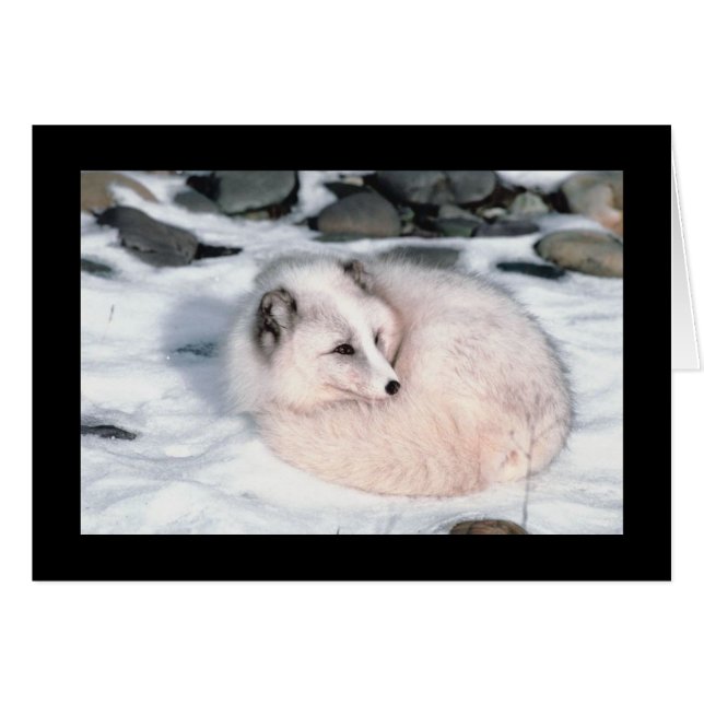 雪のキツネ (正面横)