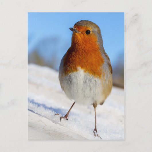 雪のクリスマスに立つ郵便はがきのロビン シーズンポストカード (正面)