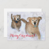 雪のクリスマスをダッシュスルーするゴールデンレトリバー シーズンポストカード (正面/裏面)