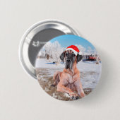 雪のクリスマスハットに座って可愛い大きなデーン犬 缶バッジ (正面&裏面)