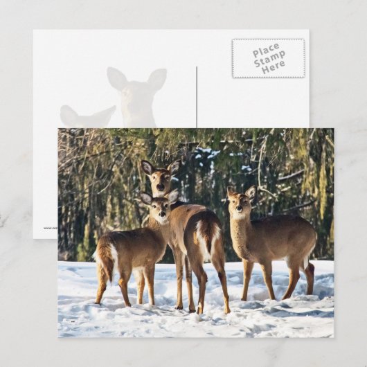 雪のシジカ ポストカード (正面/裏面)
