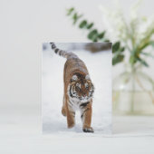 雪のシベリアの虎 ポストカード (スタンド正面)