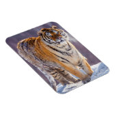 雪のシベリアの虎、中国 マグネット (右側)