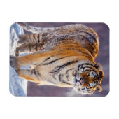 雪のシベリアの虎、中国 マグネット (横)