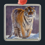 雪のシベリアの虎、中国 メタルオーナメント<br><div class="desc">中国、ハルビン、シベリアのタイガー公園。マイナス31度の天気でシベリアの虎。 |ジャインズギャラリー/ DanitaDelimont.com</div>