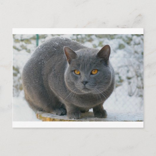 雪のシャルトレウ ポストカード (正面)