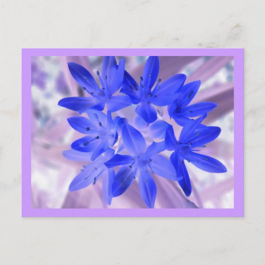 雪のショッキングな青い葉書の栄光 ポストカード (正面)