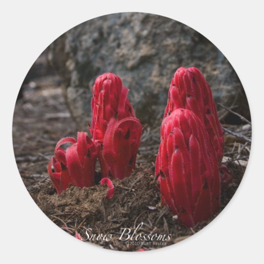 雪のシール ラウンドシール (正面)