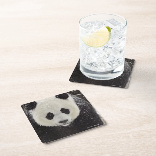 雪のジャイアントパンダ スクエアペーパーコースター (インサイチュ)