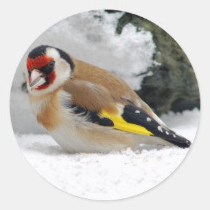 雪のステッカーのヨーロッパのGoldfinch ラウンドシール